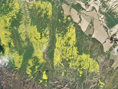 Wildflower bloom in California desert - © ANIMA