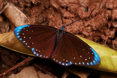 Butterfly - © ANIMA